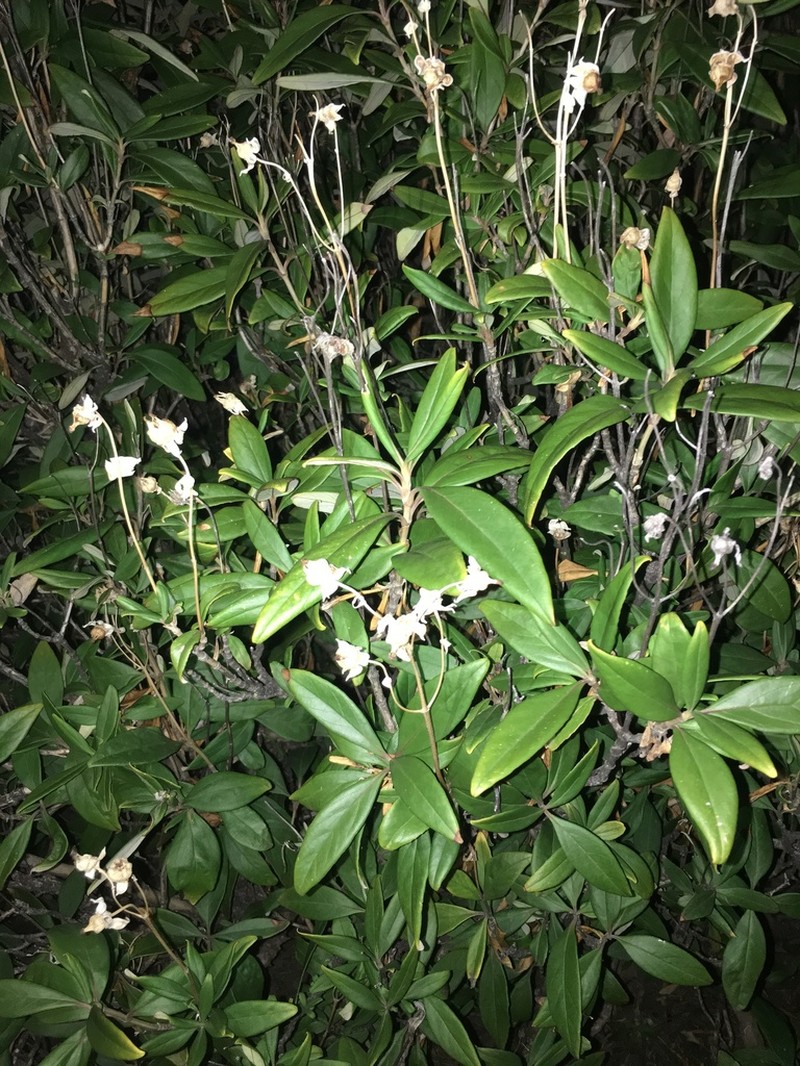 Tree Anemone photo 7