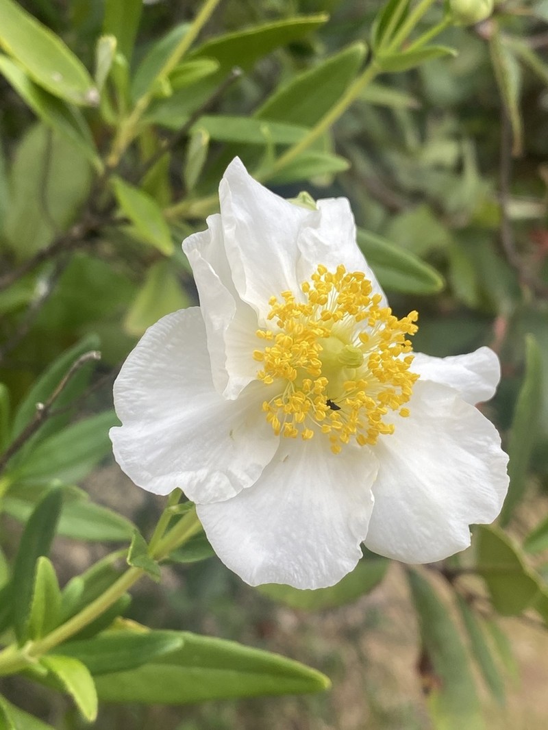 Tree Anemone photo 8