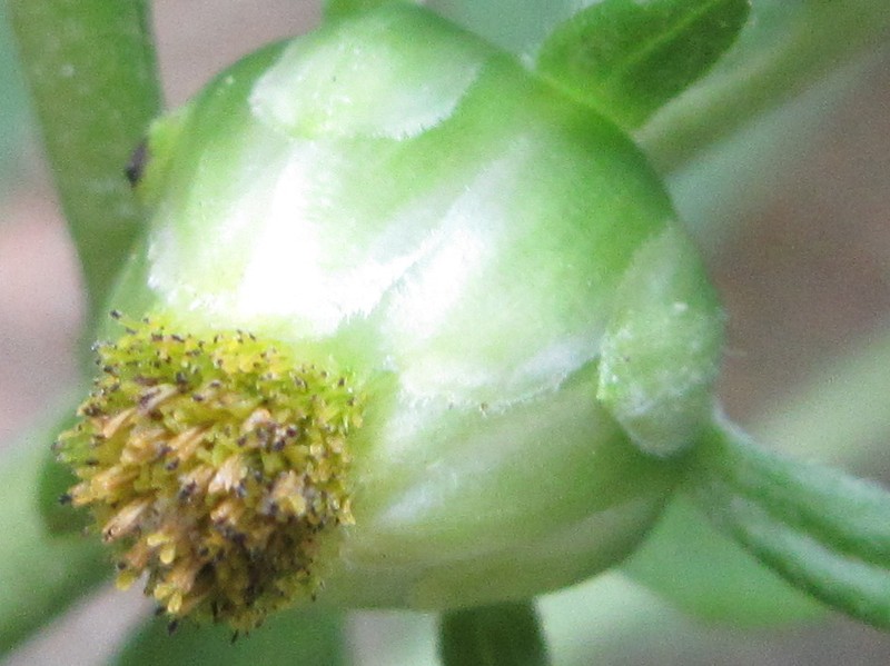 Carpesium abrotanoides