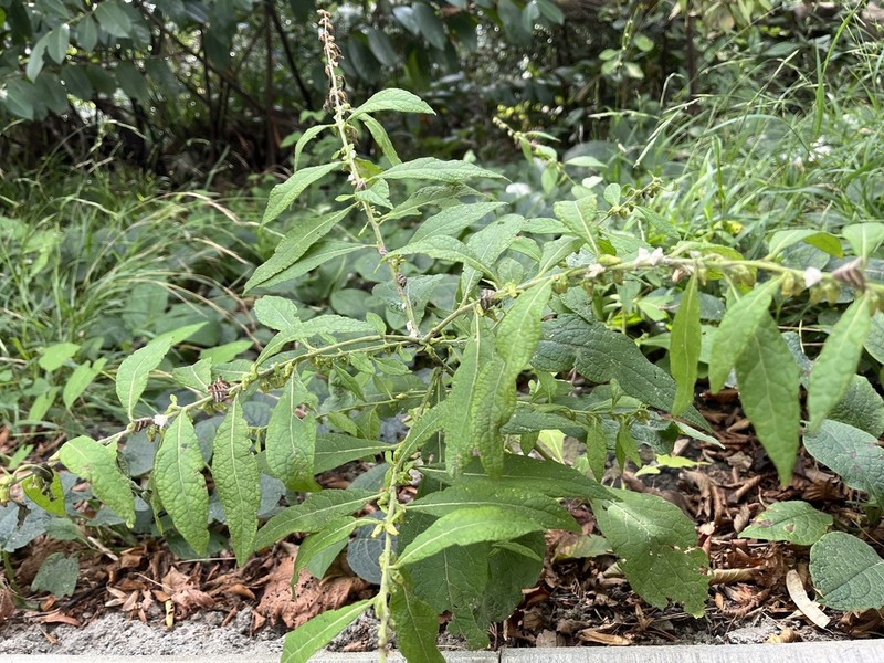 Carpesium abrotanoides photo 2
