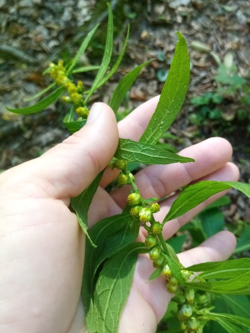 Carpesium abrotanoides photo 3