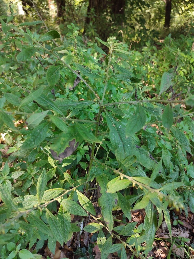 Carpesium abrotanoides photo 4