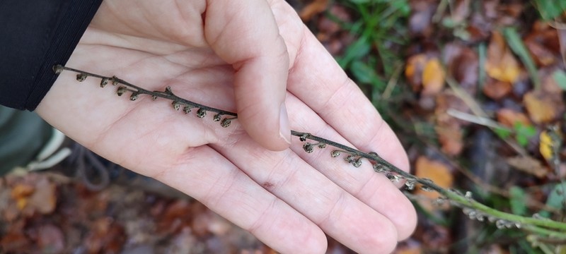 Carpesium abrotanoides photo 5