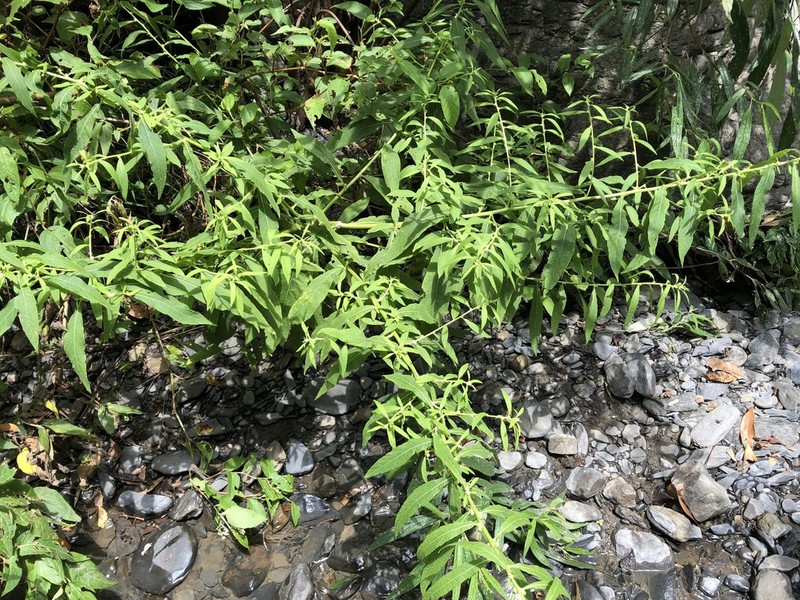 Carpesium abrotanoides photo 6