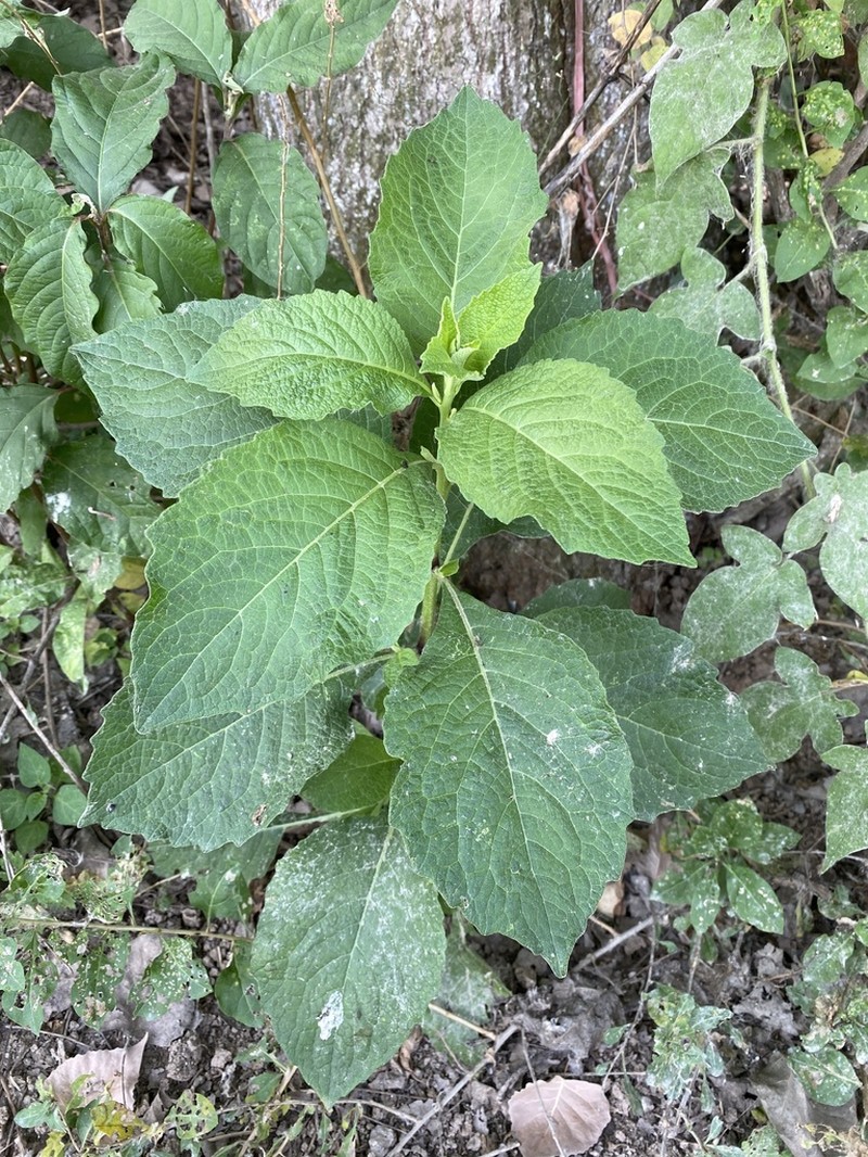Carpesium abrotanoides photo 7