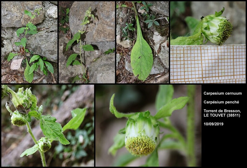 Carpesium cernuum