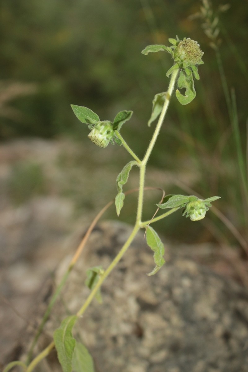 Carpesium cernuum photo 2