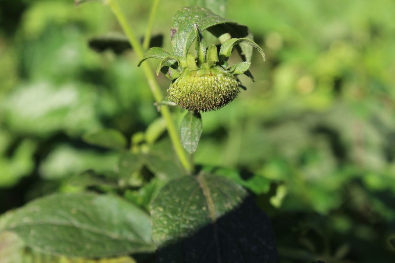 Carpesium cernuum photo 3