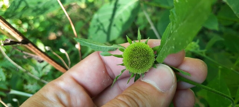 Carpesium cernuum photo 5