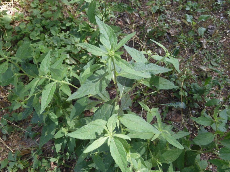 Carpesium cernuum photo 6