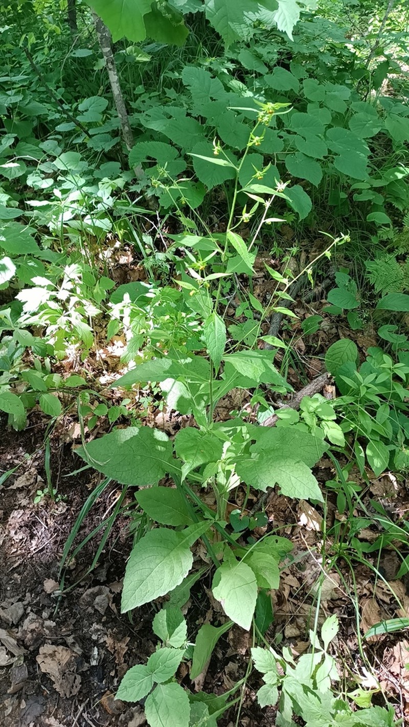 Carpesium cernuum photo 8