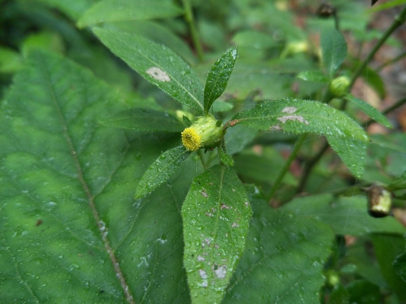 Carpesium divaricatum