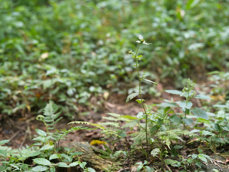 Carpesium divaricatum photo 2