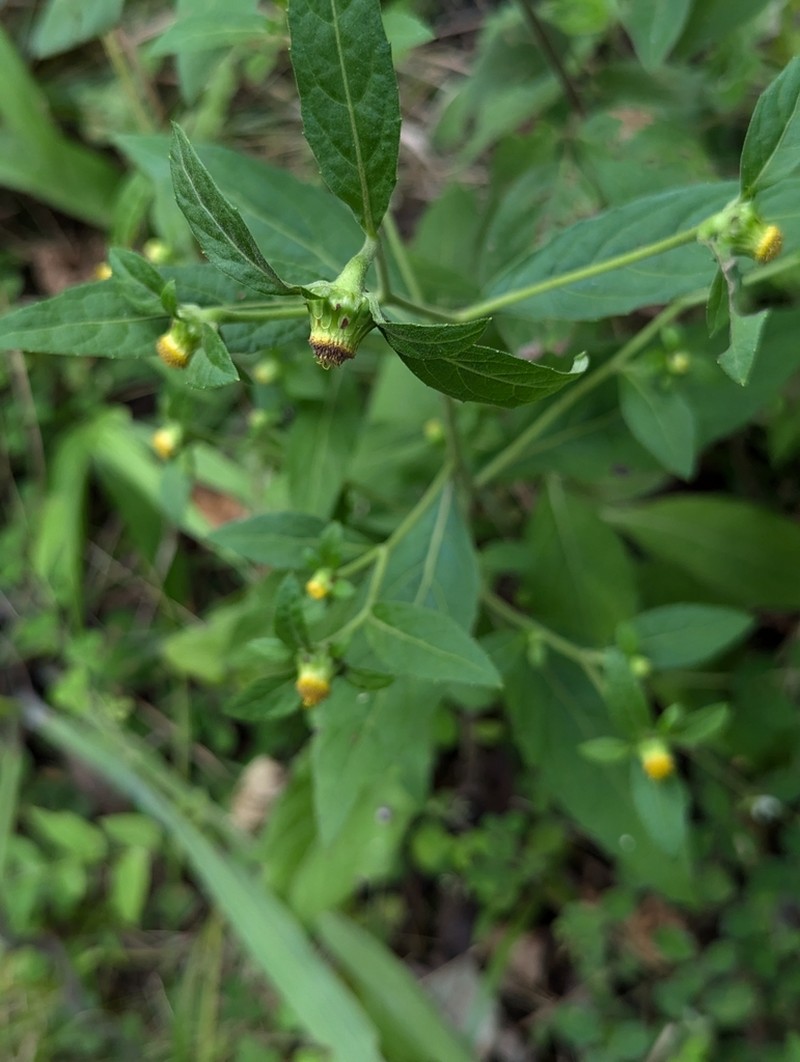 Carpesium divaricatum photo 3