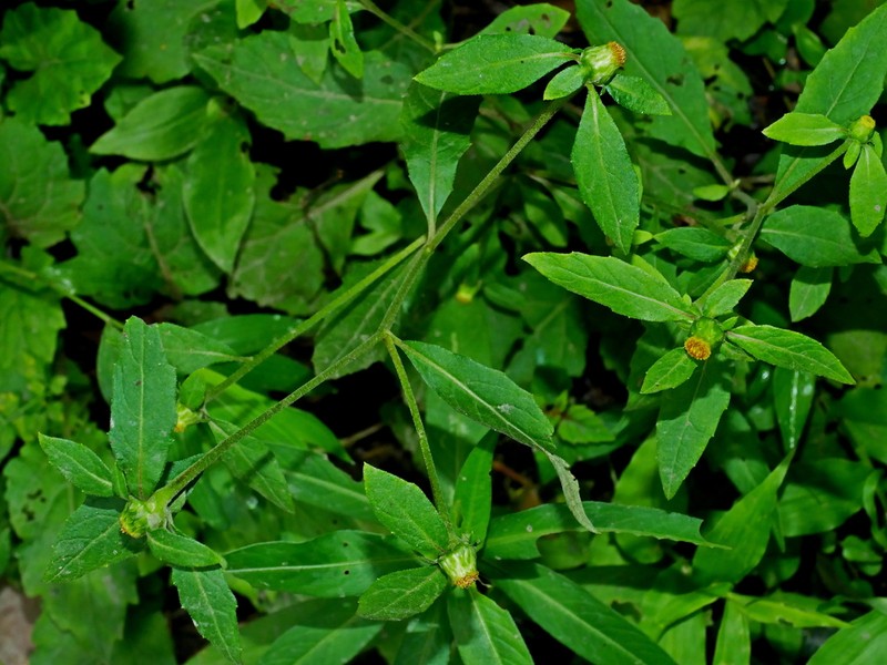 Carpesium divaricatum photo 4