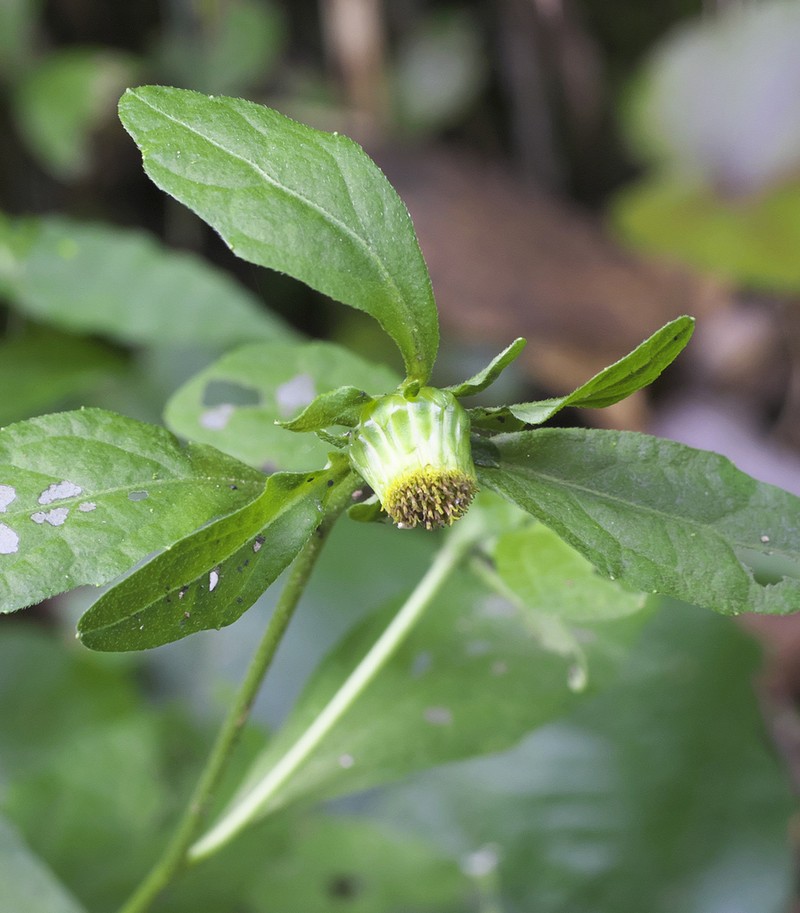 Carpesium divaricatum photo 5