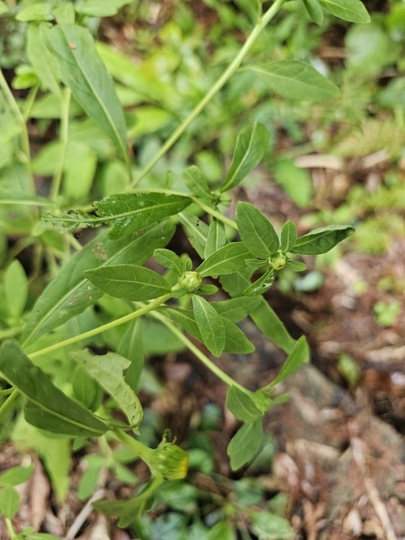 Carpesium divaricatum photo 6