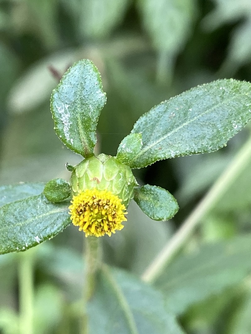 Carpesium divaricatum photo 7