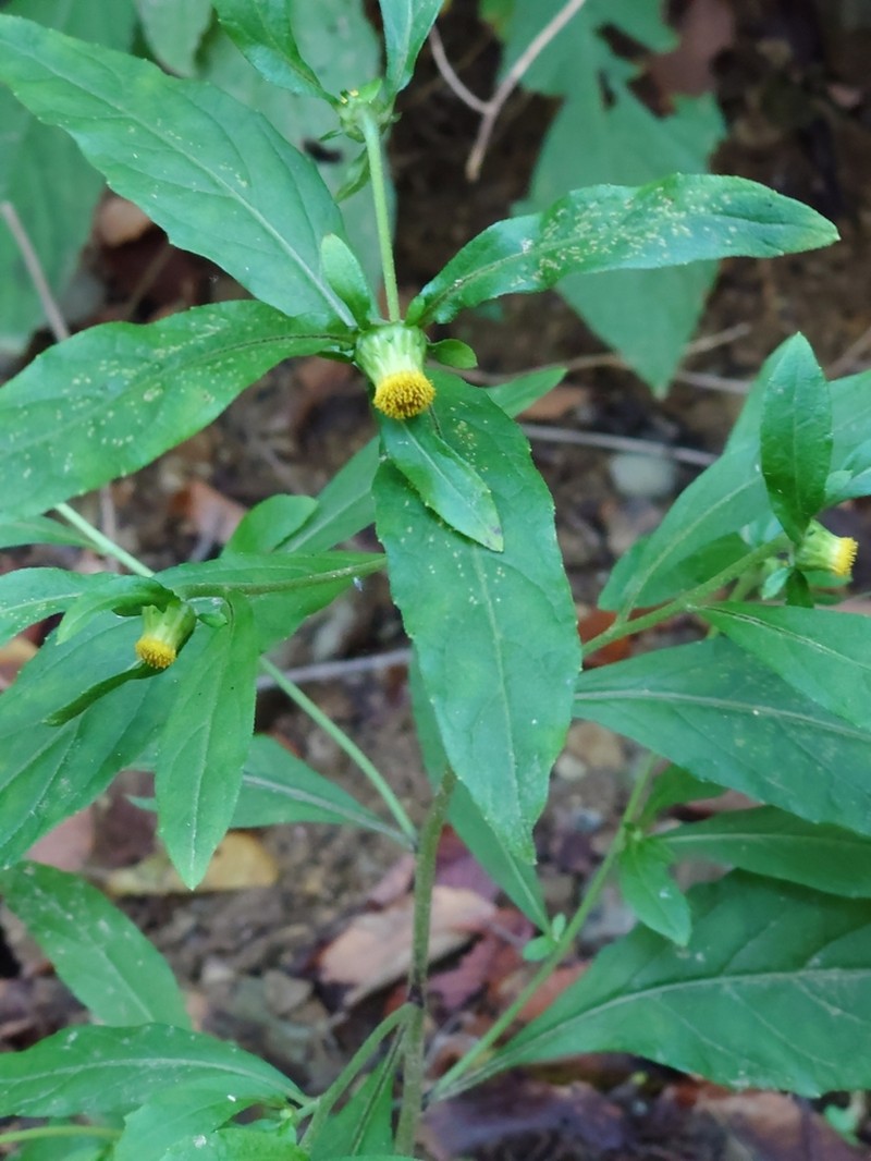Carpesium divaricatum photo 8