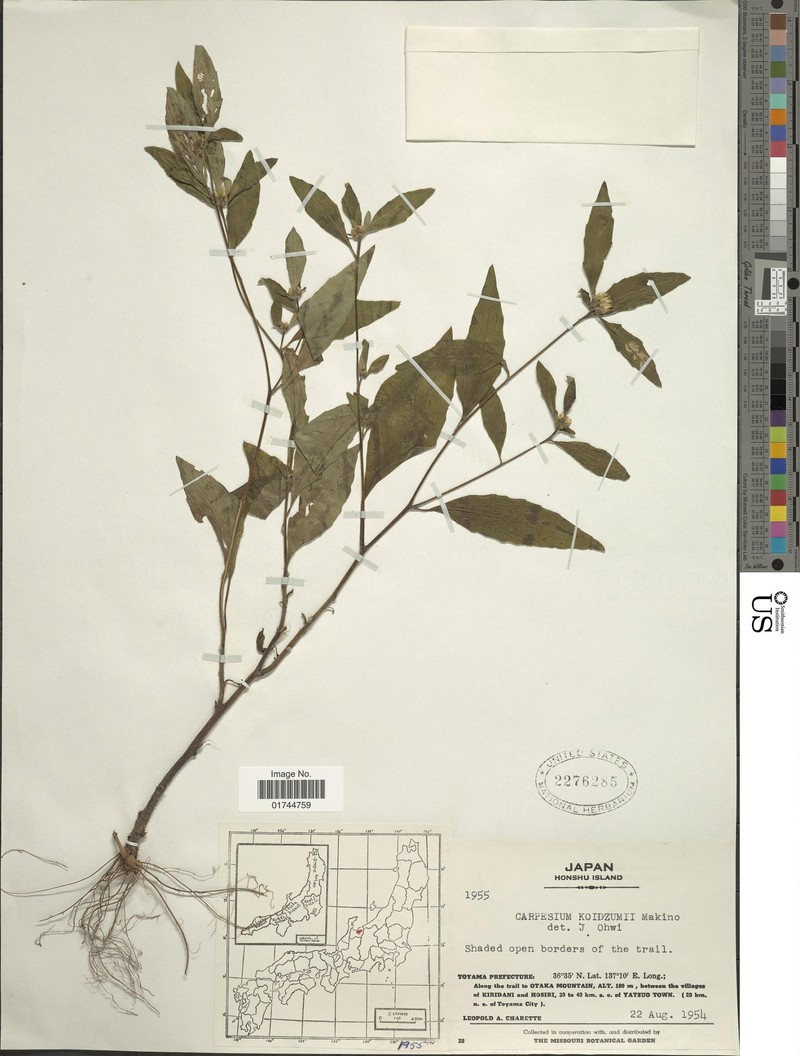 Carpesium divaricatum var. abrotanoides