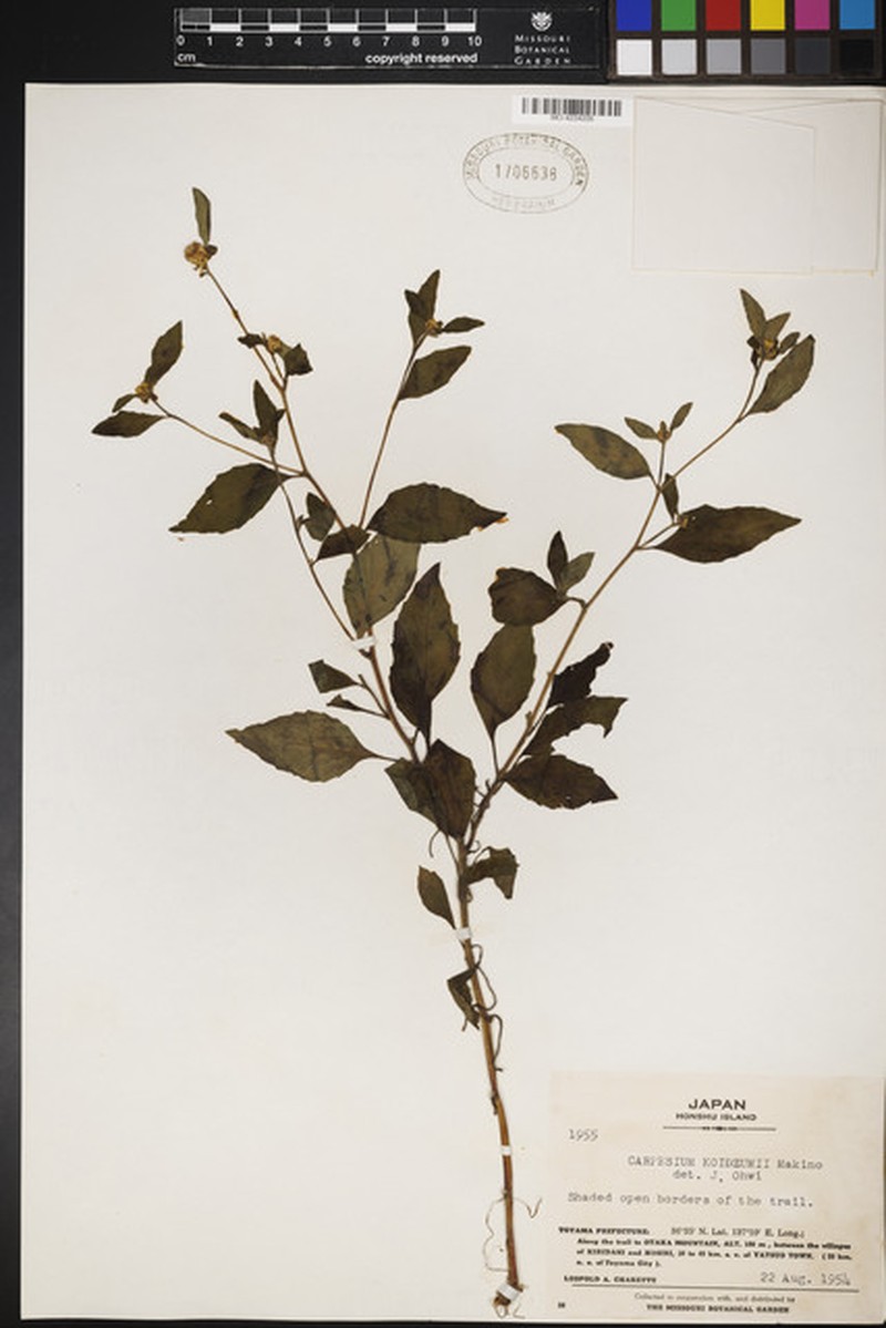 Carpesium divaricatum var. abrotanoides photo 2