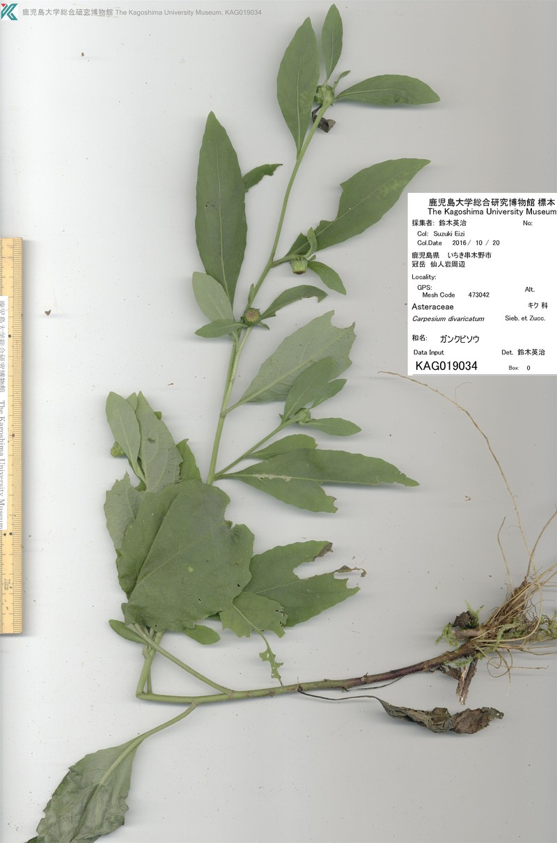 Carpesium divaricatum var. divaricatum