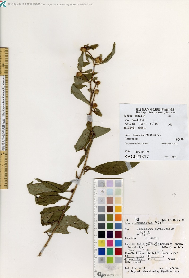 Carpesium divaricatum var. divaricatum photo 2