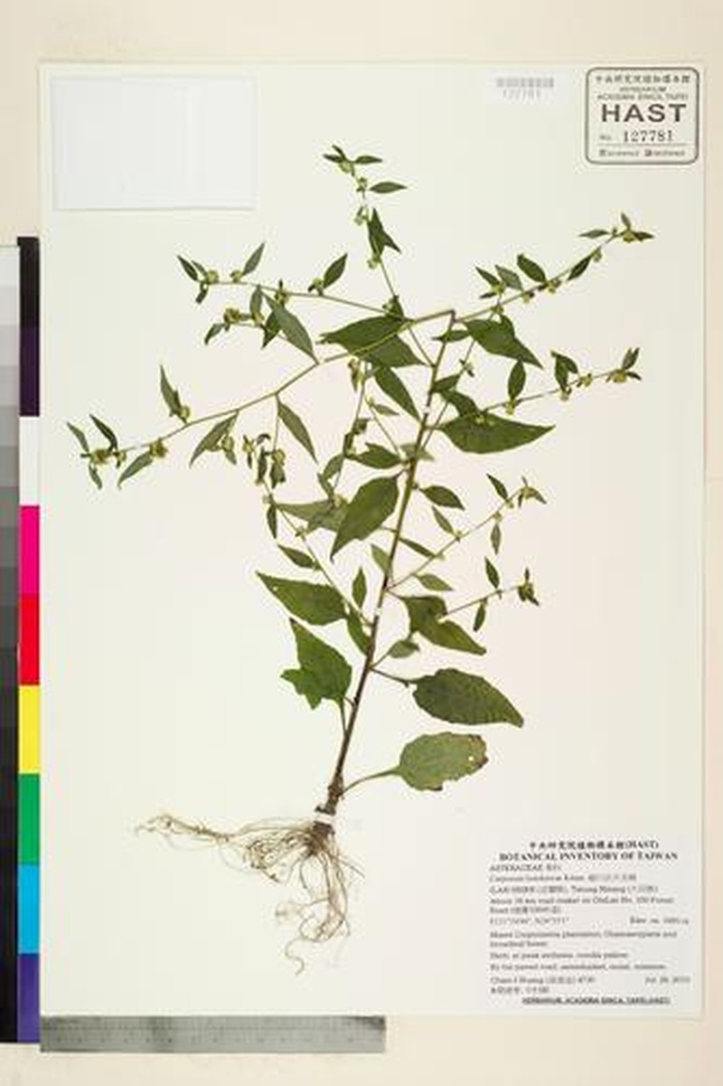 Carpesium faberi