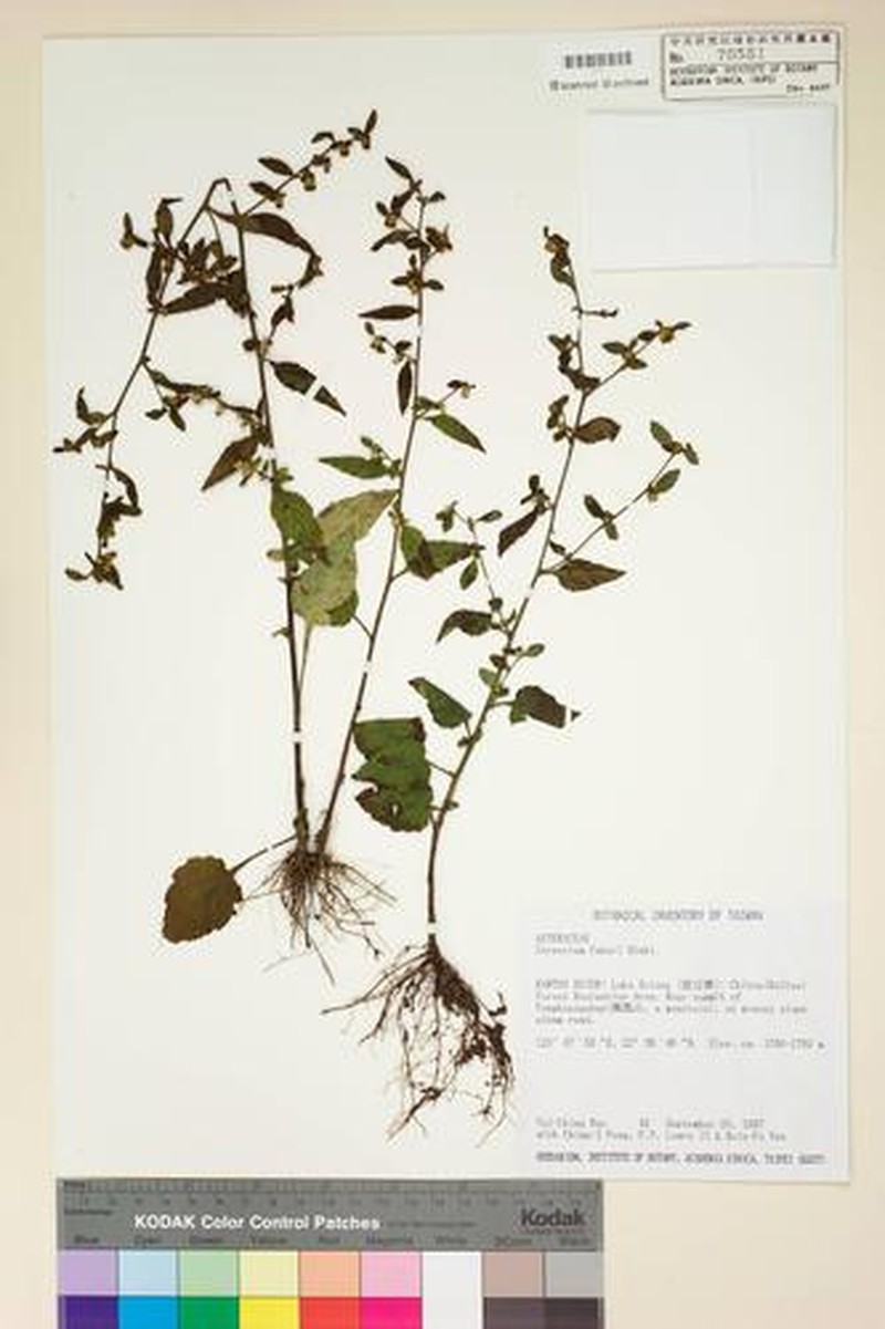 Carpesium faberi photo 2