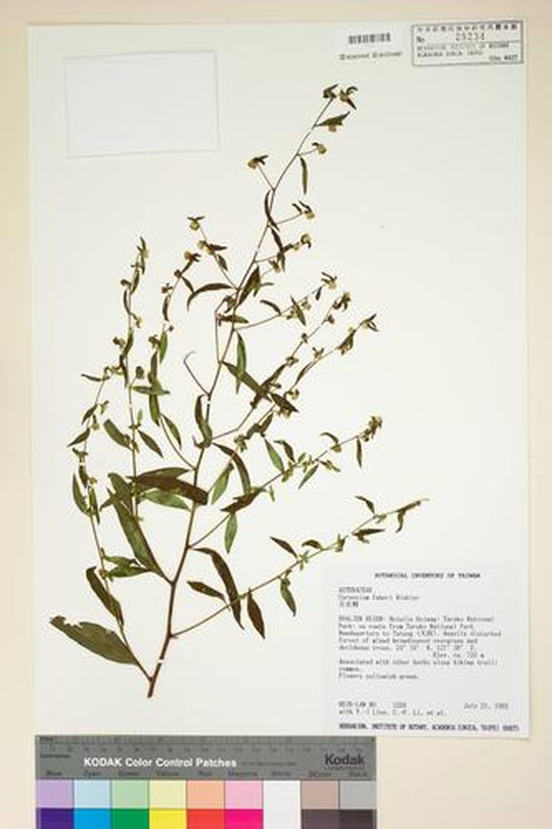 Carpesium faberi photo 3