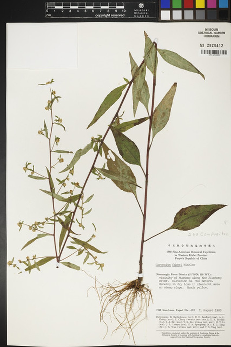 Carpesium faberi photo 4