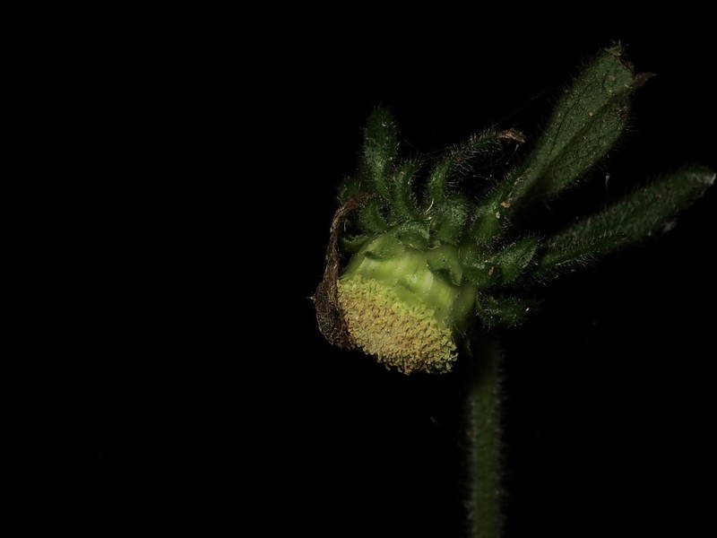 Carpesium glossophyllum