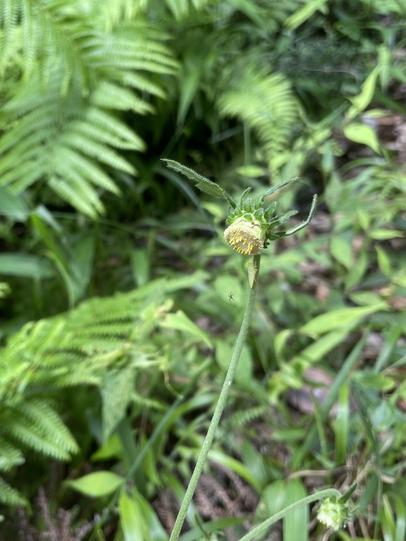 Carpesium glossophyllum photo 2