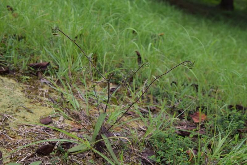 Carpesium glossophyllum photo 3