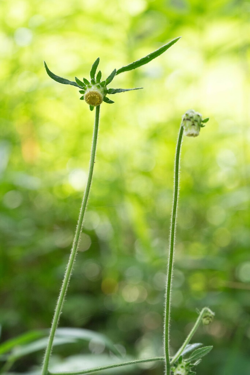 Carpesium glossophyllum photo 4
