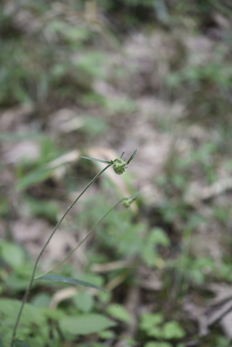 Carpesium glossophyllum photo 5