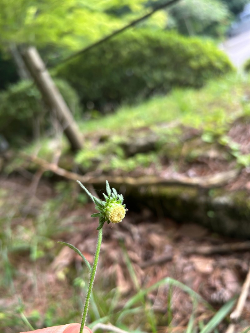 Carpesium glossophyllum photo 6