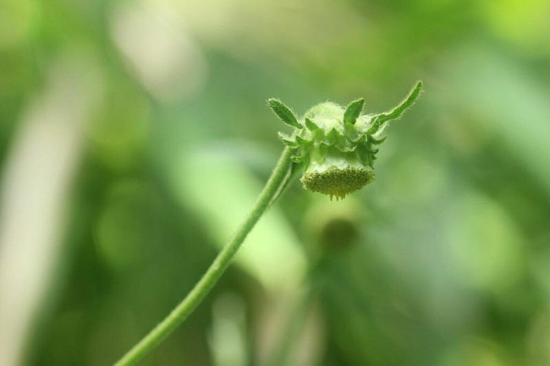 Carpesium glossophyllum photo 7