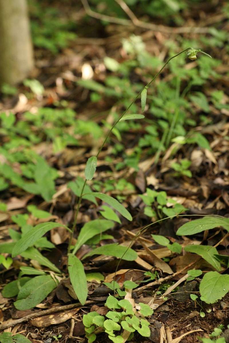 Carpesium glossophyllum photo 8