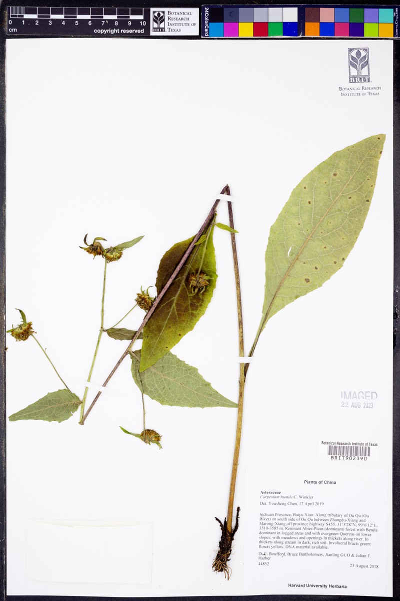Carpesium humile