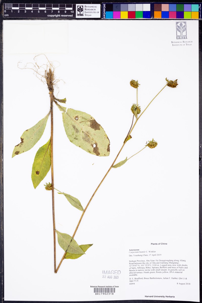 Carpesium humile photo 2