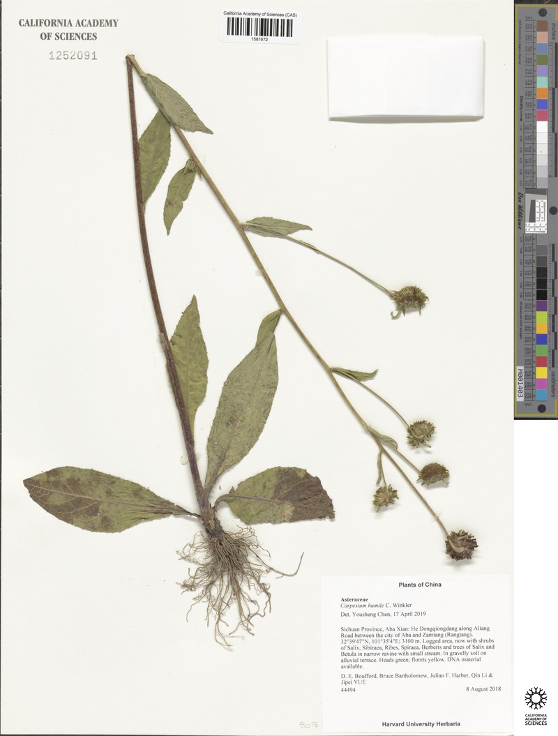 Carpesium humile photo 3