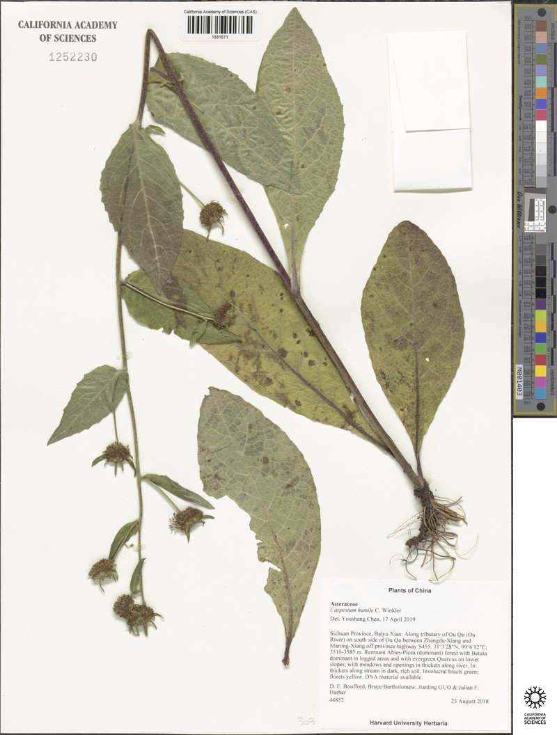 Carpesium humile photo 4