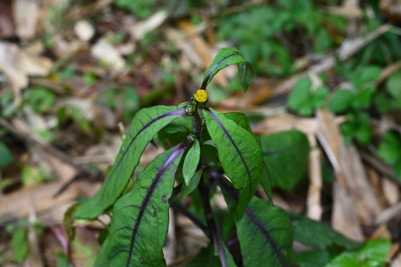 Carpesium longifolium
