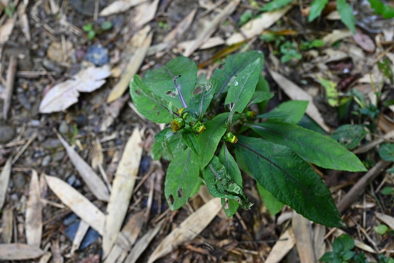 Carpesium longifolium photo 2