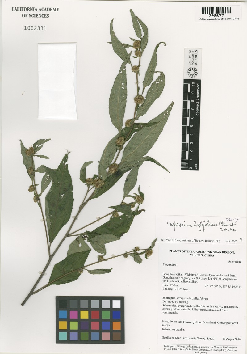 Carpesium longifolium photo 3