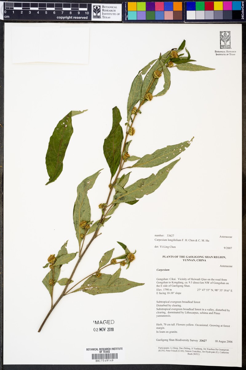 Carpesium longifolium photo 4