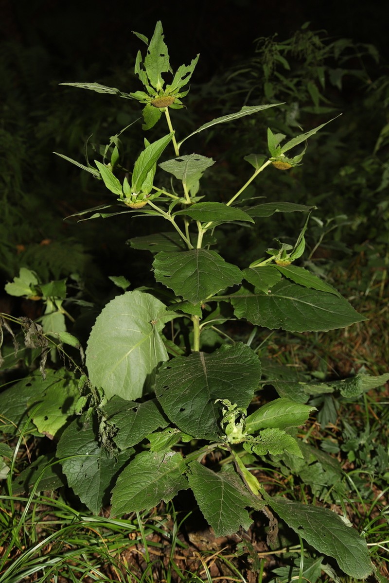 Carpesium macrocephalum