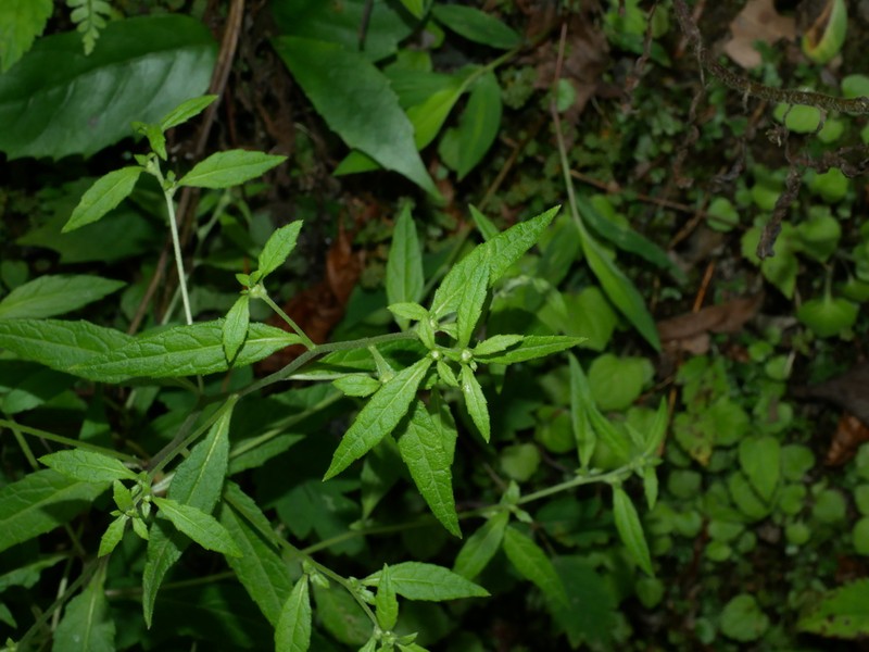 Carpesium minus photo 2