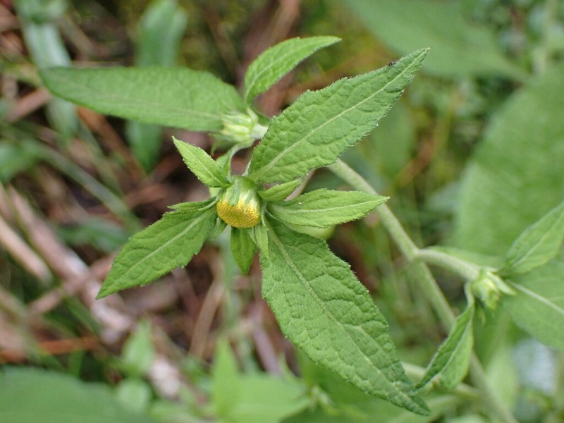 Carpesium nepalense